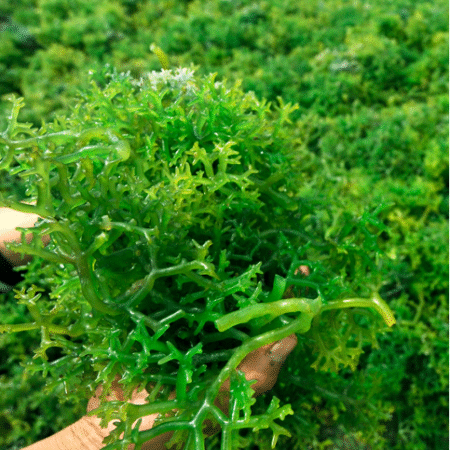 omk-ingredients-Carrageenan-450x450